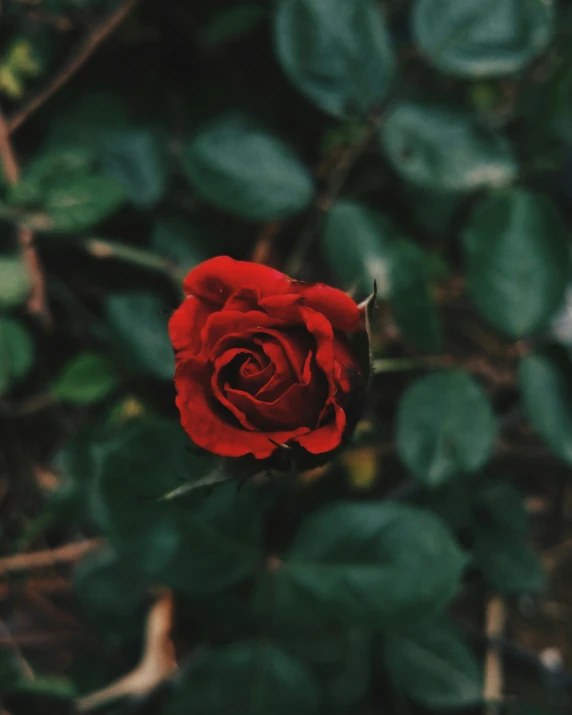 a red rose blooming in a garden of many green leaves