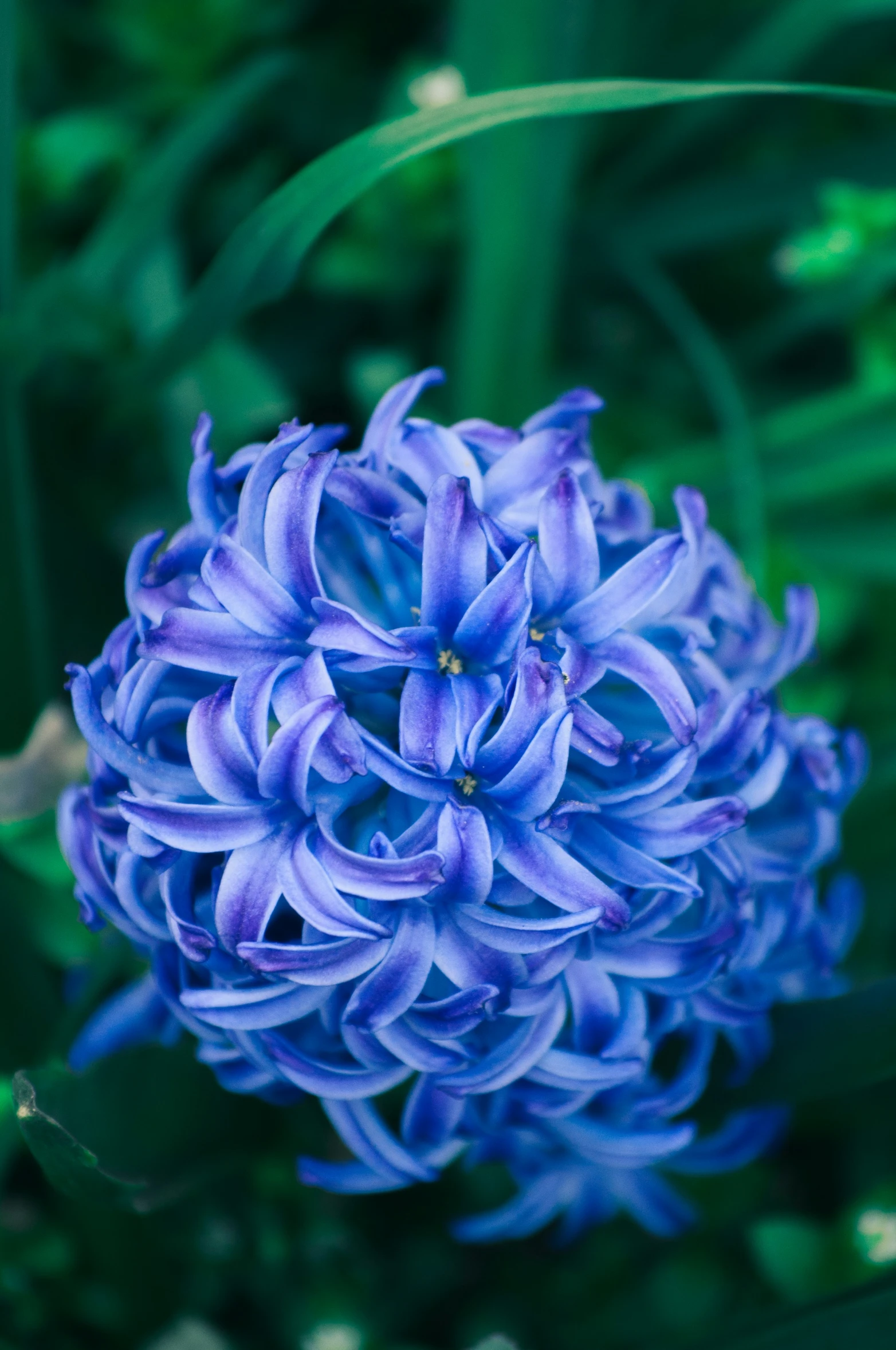 purple flowers in the middle of green plants