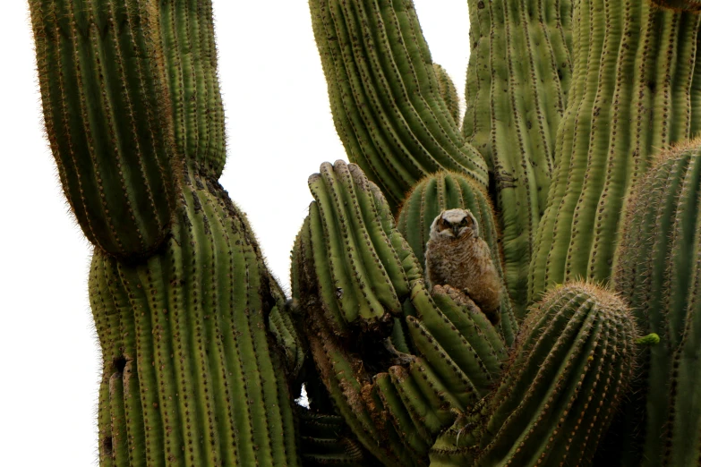 a small owl is sitting on top of a large cactus