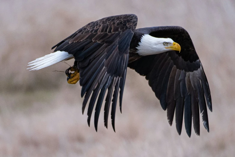 an eagle with its catch in it's talon