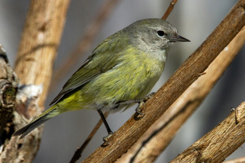 a small green bird perched on top of a twig