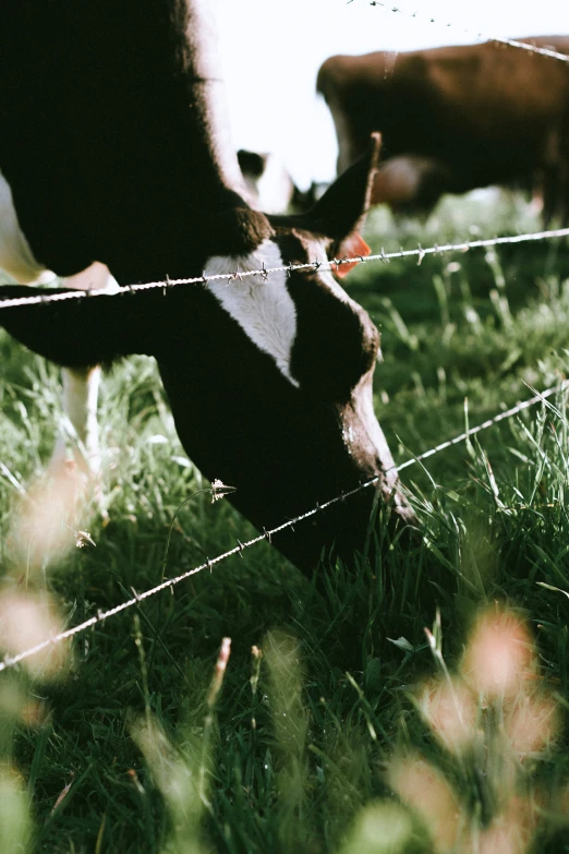 cows eat grass through a fence in a field