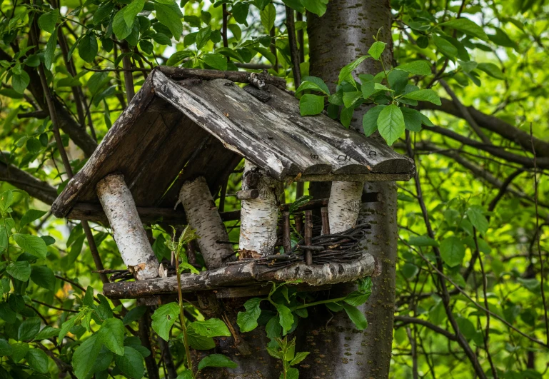 a birdhouse in the middle of a tree in the forest