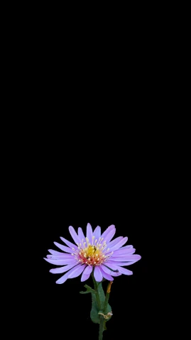 purple flower on dark background with green leaves