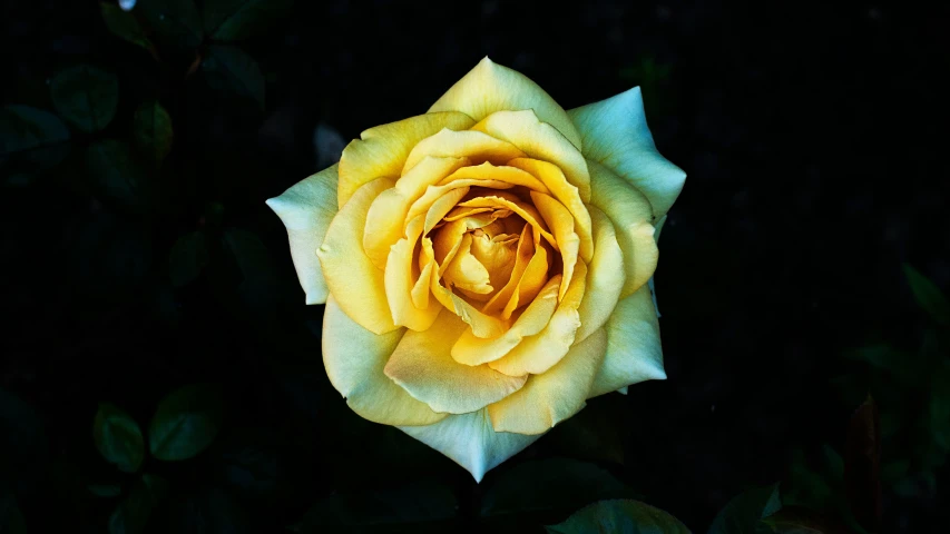 a yellow rose is seen in this image