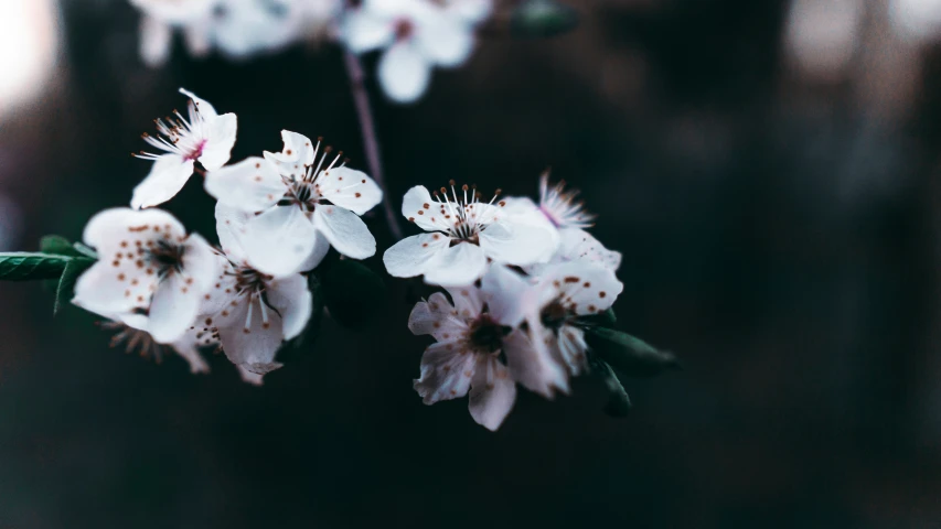 some white and brown flowers are in bloom