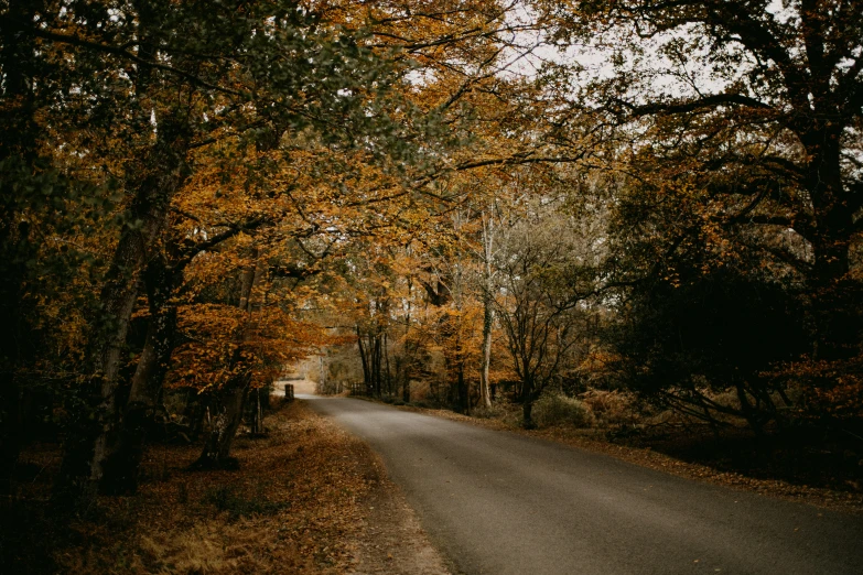 the road is surrounded by trees with yellow leaves