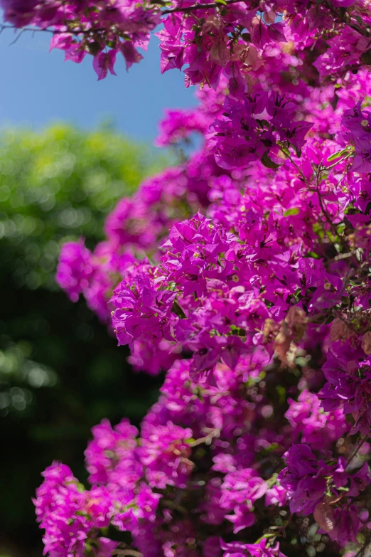 some pretty purple flowers on a bush