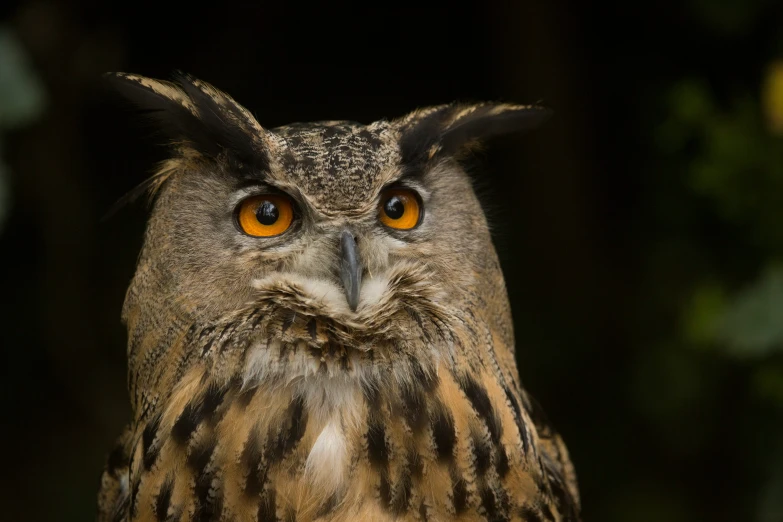 a close up of an owl's face, with brown eyes