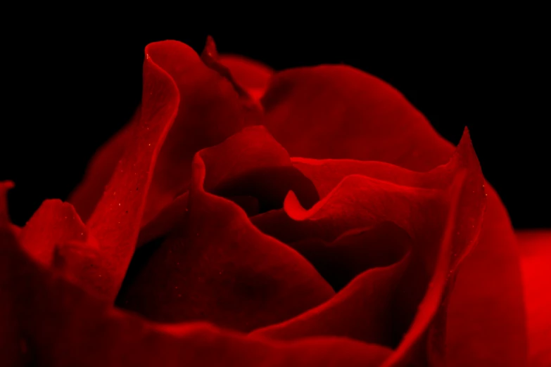 a red rose sits in the center of the image