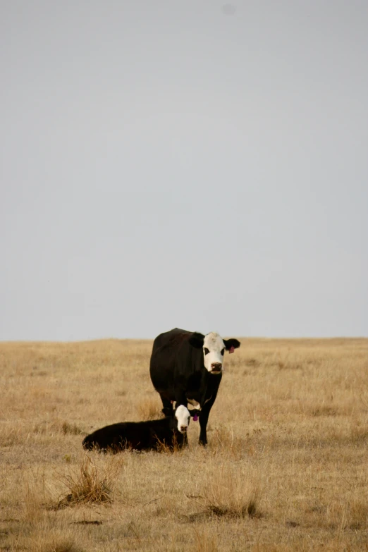 a cow and its calf are resting in the desert grass