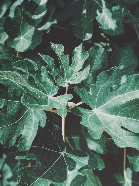 the large leafy plant is growing very tall