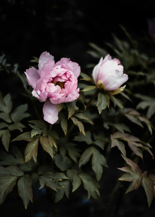 pink flowers grow with green leaves around them