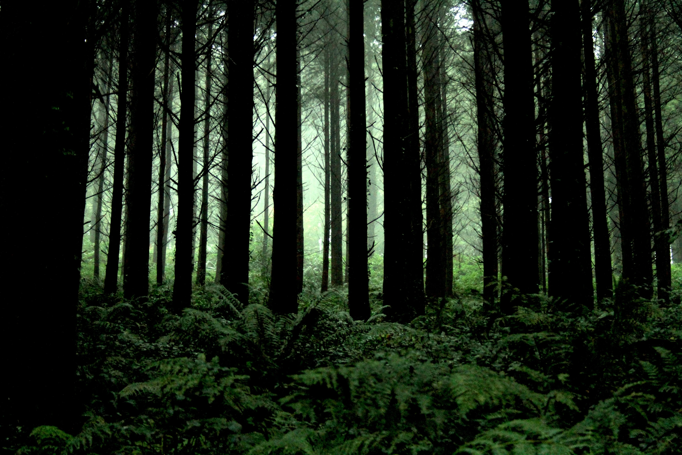 a forest with lots of trees and ferns