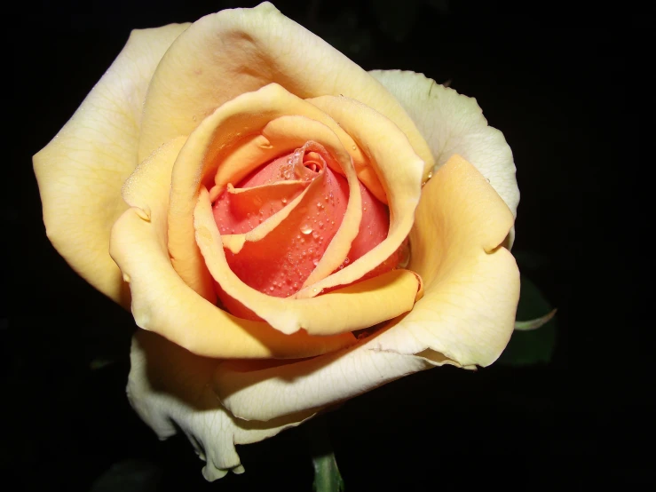 a yellow rose with water droplets sitting on the center of it