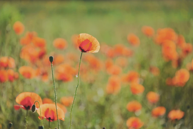 a field full of flowers with grass in the foreground