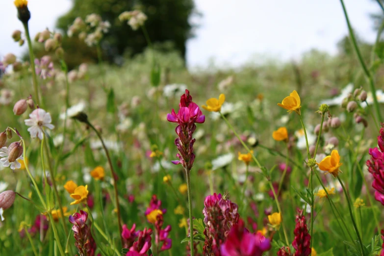 wildflowers and other flowers bloom in a field