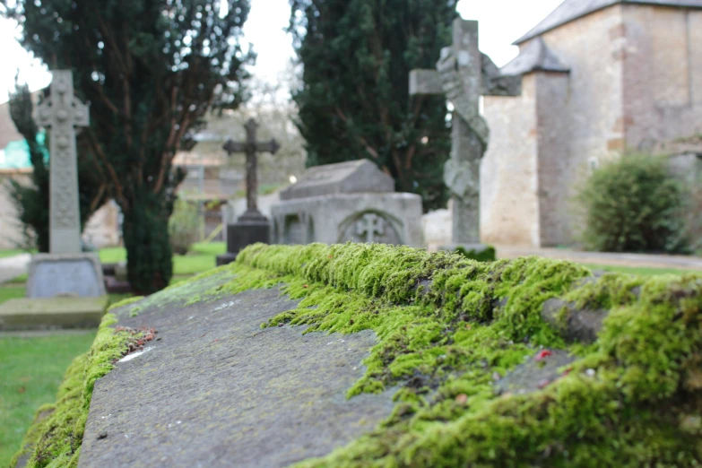 some moss growing on the side of a stone