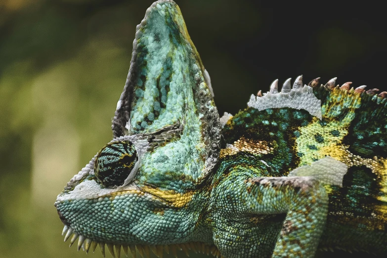 an adult green chamelon with large fangs, looking at the camera