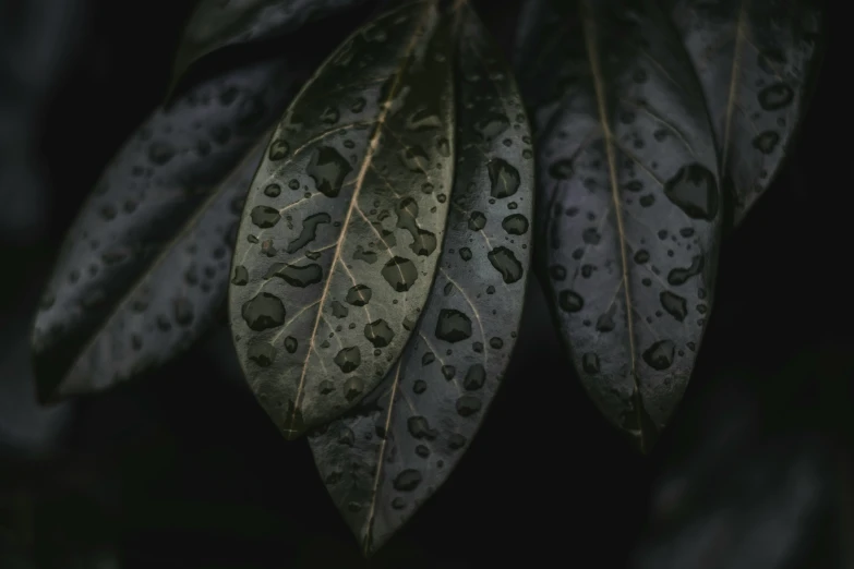 dark background showing dark leaf and water drops