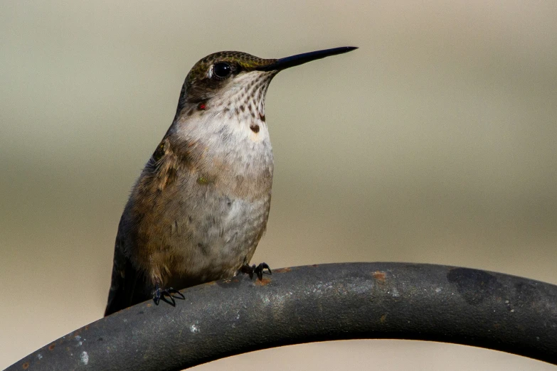 a hummingbird perched on a black circular object