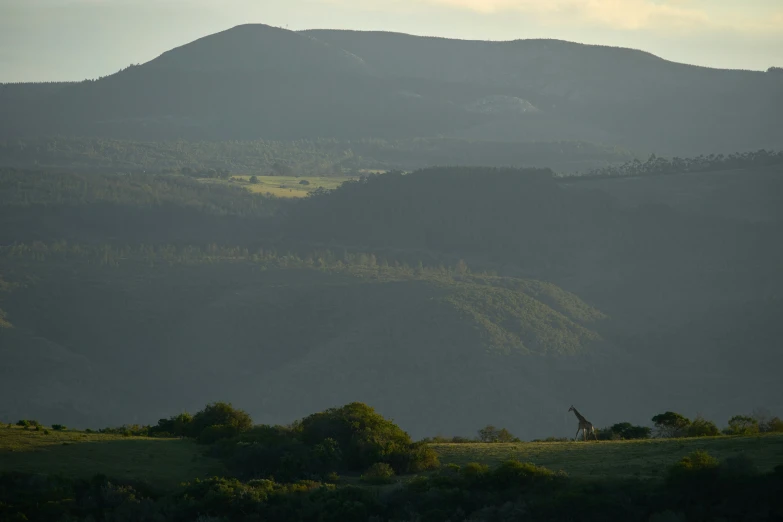 there is some mountains near the tree line