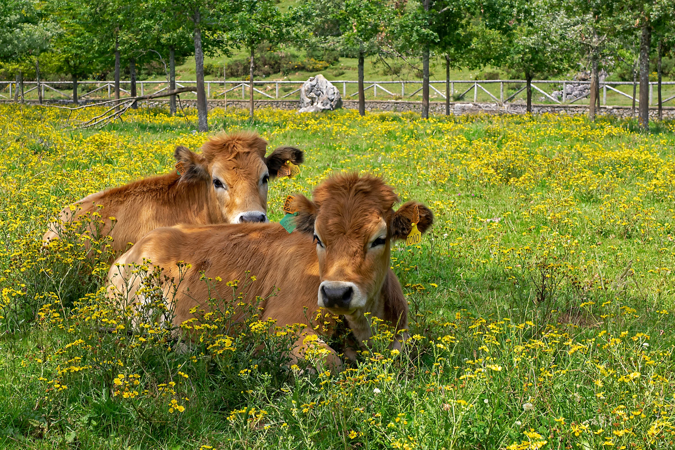 three cows laying down in the middle of a field