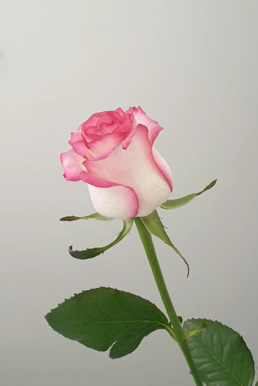 a single pink rose with the stem extended