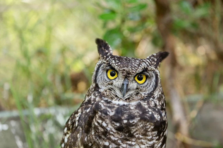 an owl sitting on the ground with it's eyes wide open