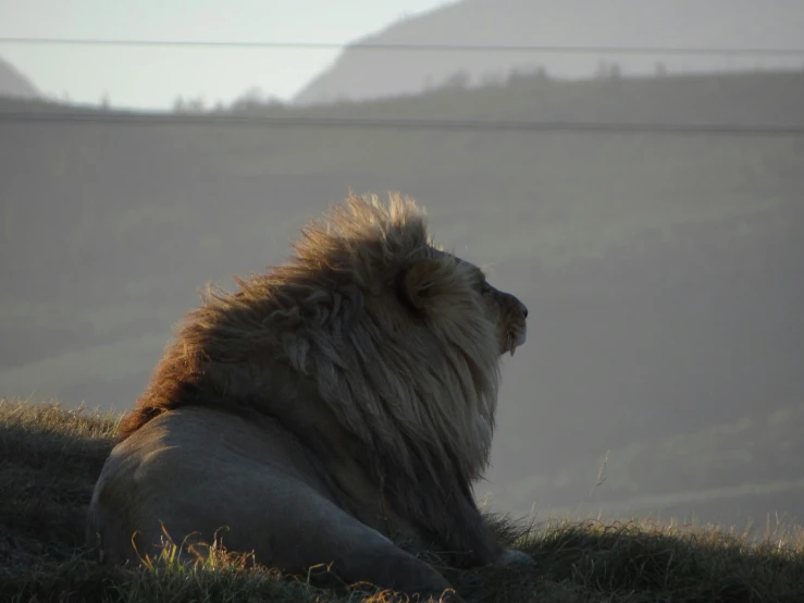 the long haired lion lies alone on a grassy slope