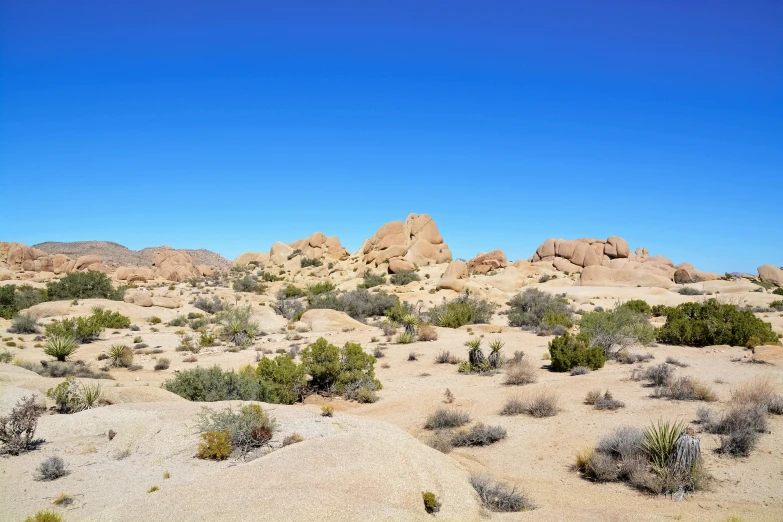 desert scenery in the arizona desert during daytime