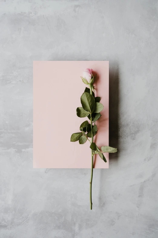 a single pink flower sits on top of an envelope