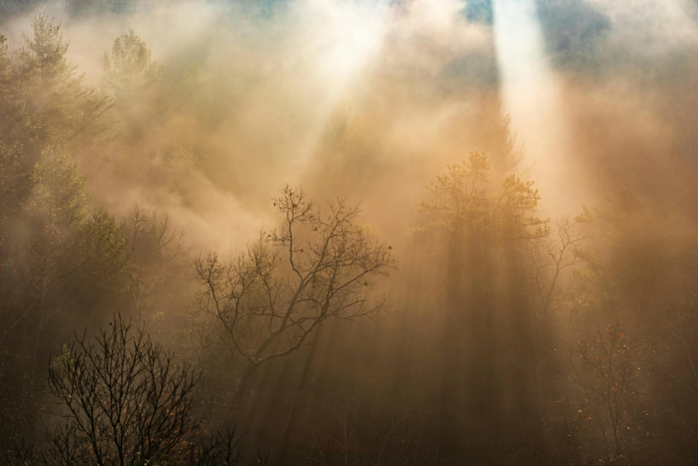 sunbeams shining through the trees and mist