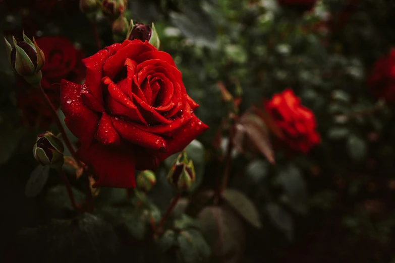 a red rose is surrounded by greenery