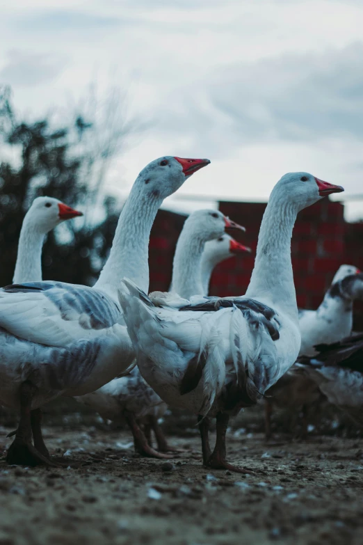 six geese walking in the dirt on a cloudy day