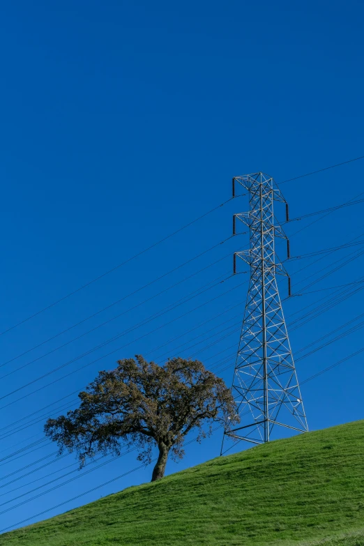 a tree sits on a grassy hill, under an electrical tower