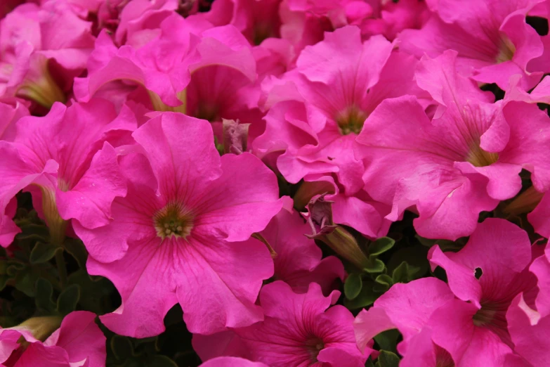 pink petunias blooming in a garden setting