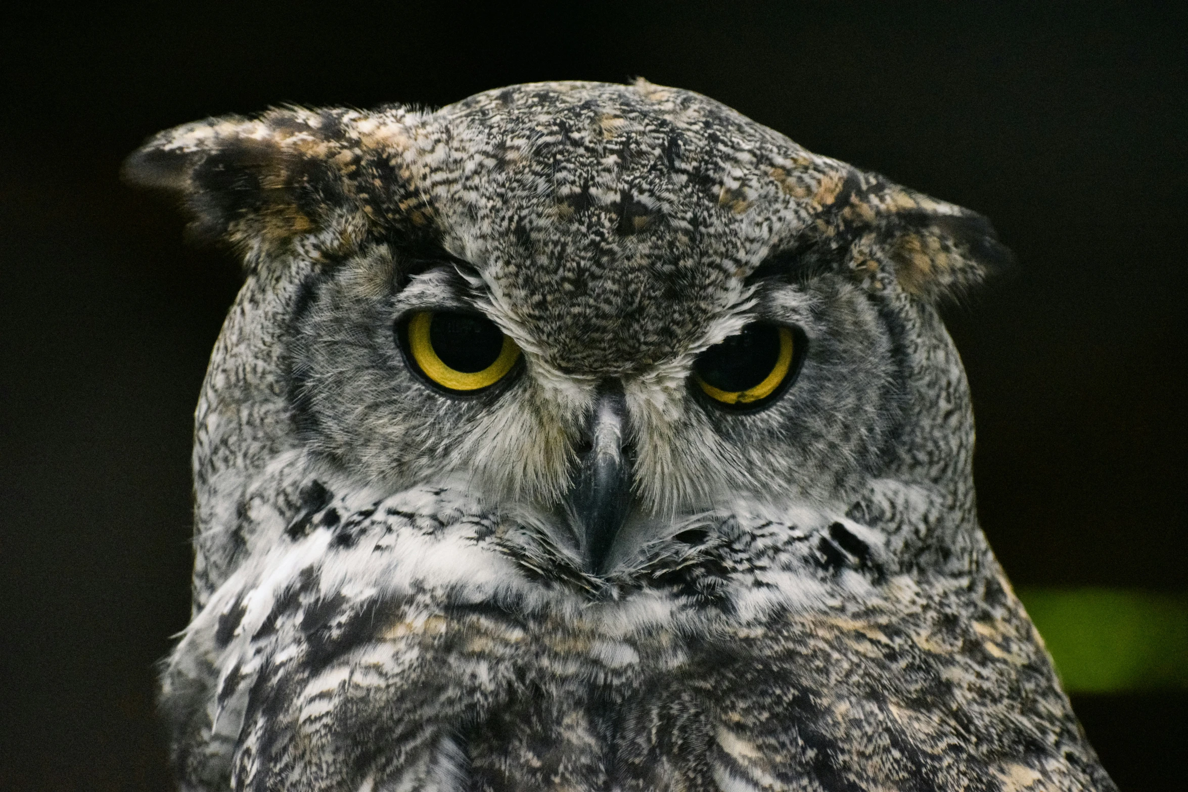 an owl has bright yellow eyes and is looking in the same direction