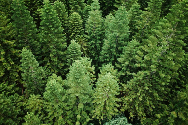 aerial view of green and leafy trees from above