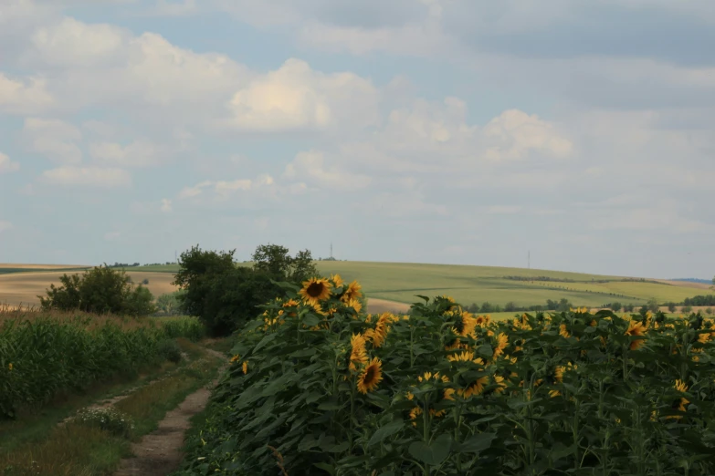 a field of sunflowers growing next to an old road