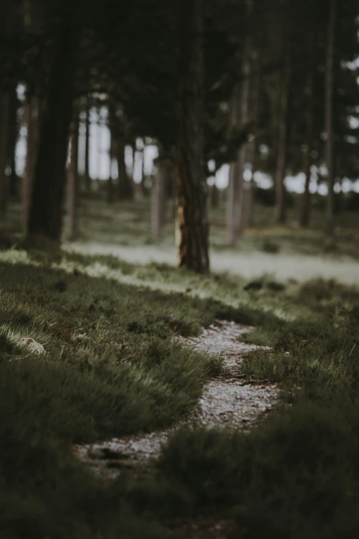 a dirt path leading into a forest full of tall trees