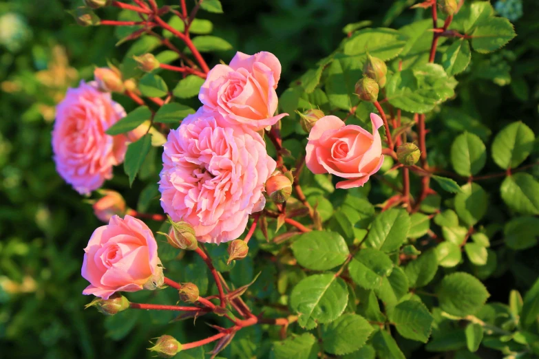 several pink roses are growing in a garden