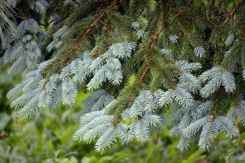 pine needles hang from a nch in the woods