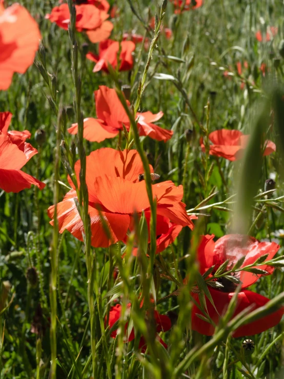 a close up of red flowers with green grass