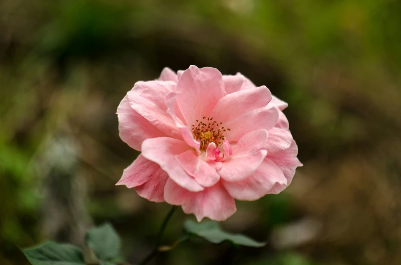 close - up of a pink flower with green background