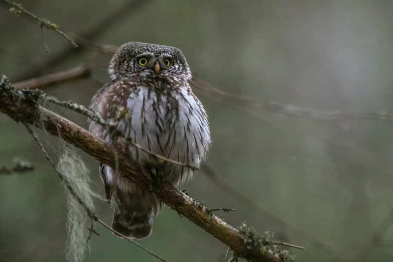 an owl is perched on a small nch