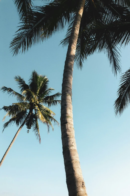 the palm tree is standing beside the ocean