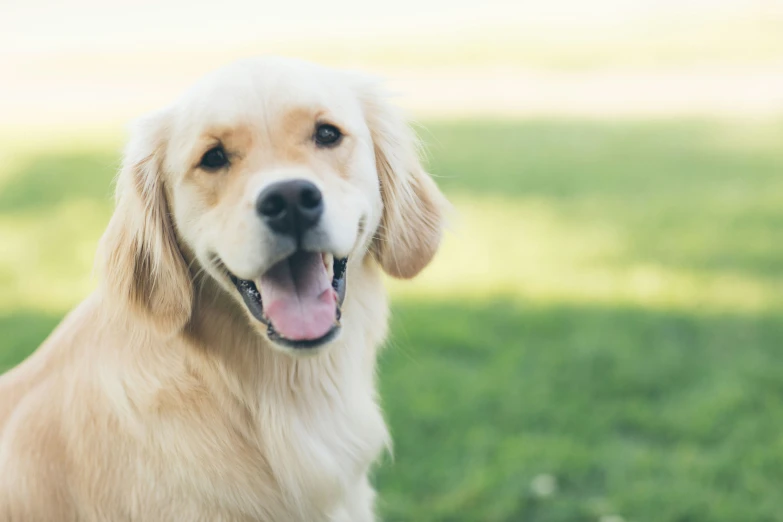 this is an image of a dog looking into the distance