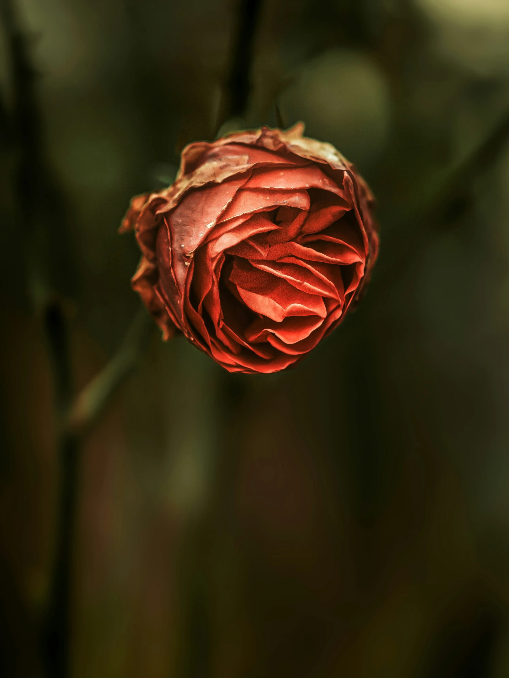 a close up of a flower in a blurry picture