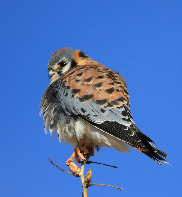 a bird is sitting in a nch with blue sky behind it